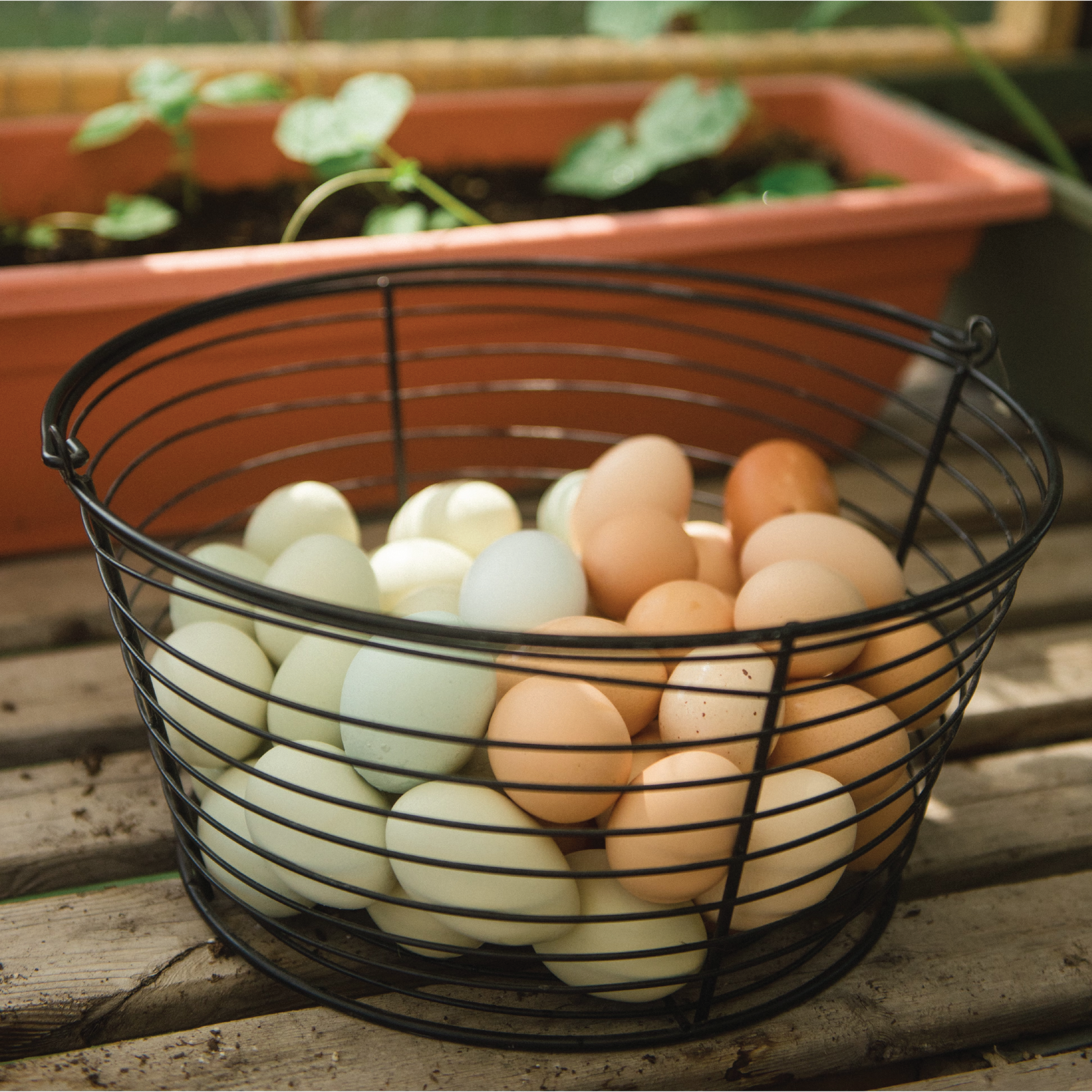 LINCOUNTRY Wire Egg Basket for Gathering Fresh Eggs,Red Egg Baskets for  Fresh Egg Farmhouse,Egg Collecting Basket,Round Metal Egg Basket With  Handle,Refrigerato…